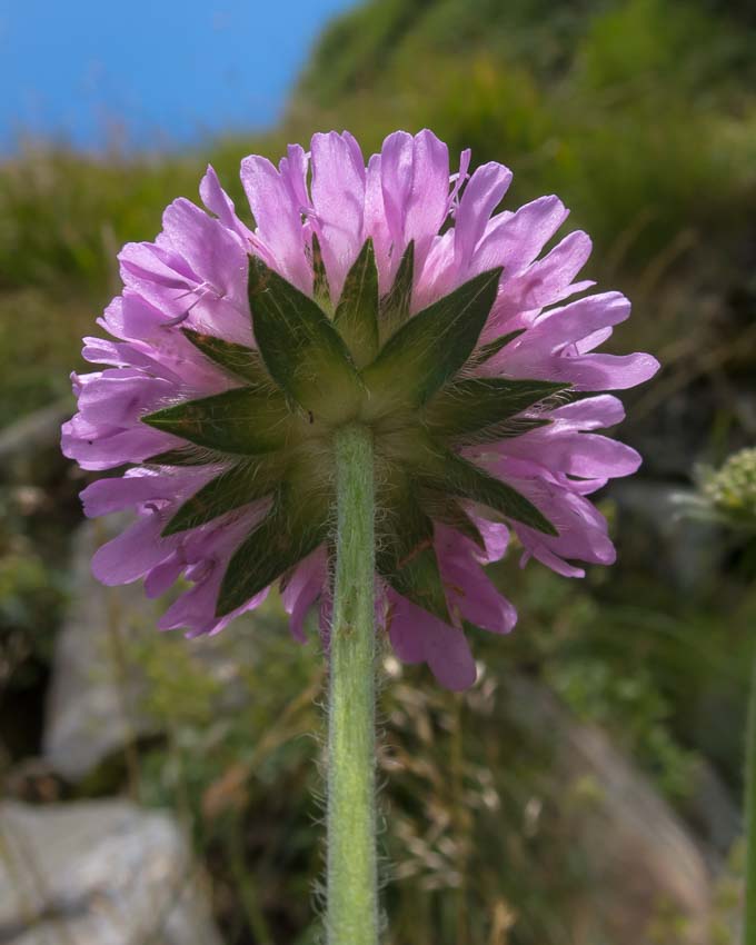 Knautia arvensis / Knautia comune